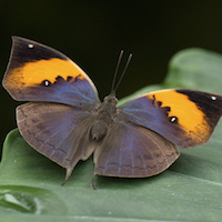 Schmetterlinge fotografieren
